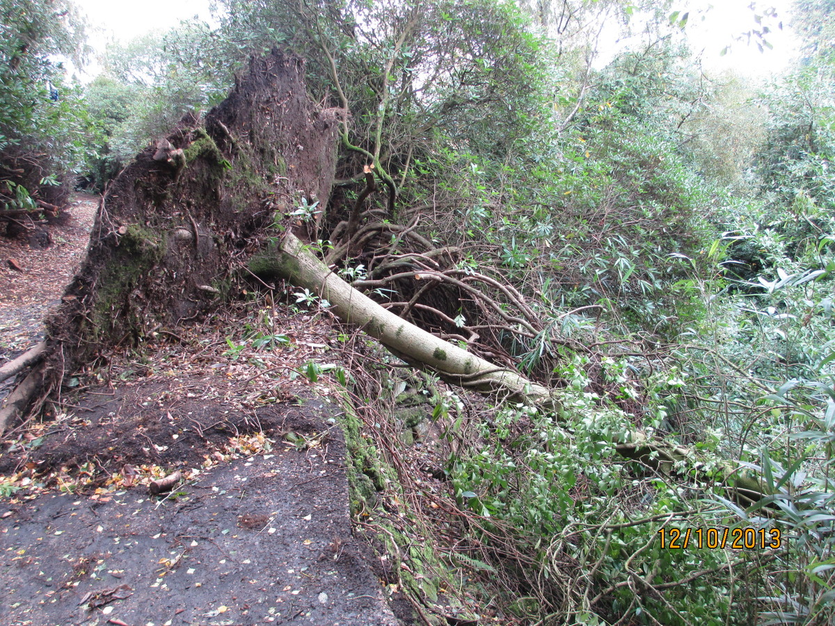 Bunker Tree (1)
